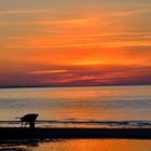 Schubkarre am Strand