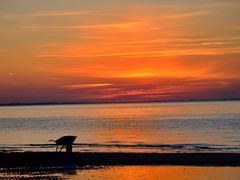 Schubkarre am Strand