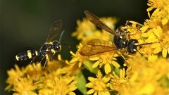 SCHUBSEN II - kleine Wespe rempelt große . . .