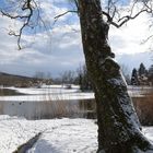 Schübelweiher 2