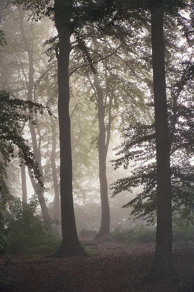 Schüberg im Nebel