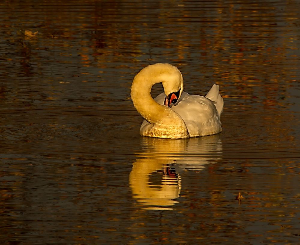 Schüchtern ist der Schwan