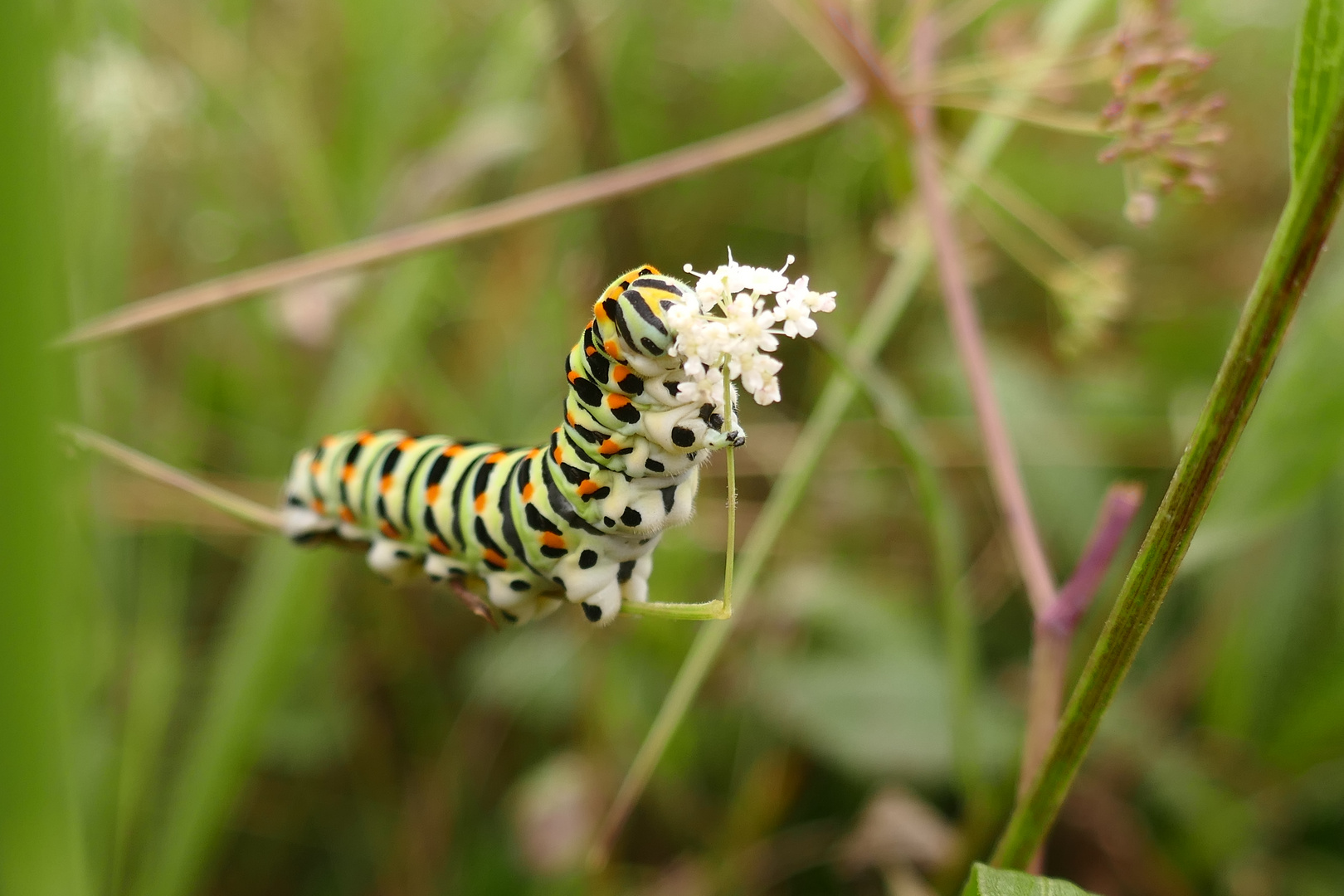 schüchtern versteckt