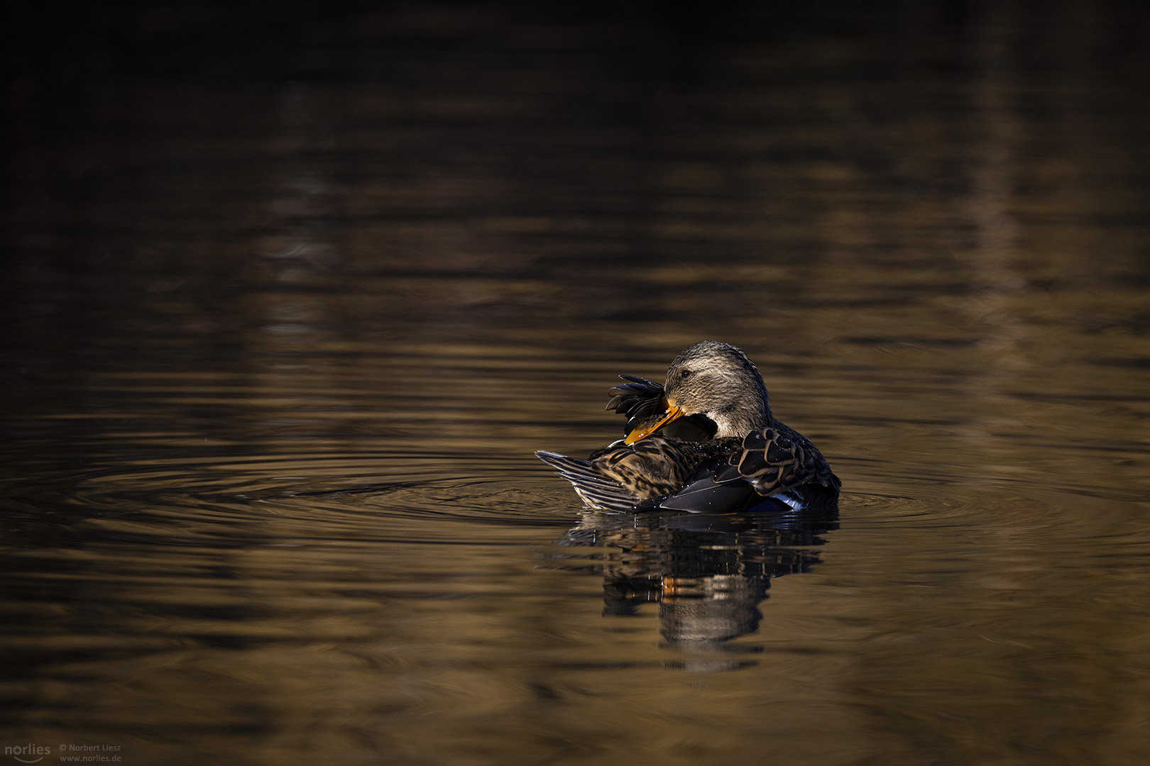 Schüchterne Ente