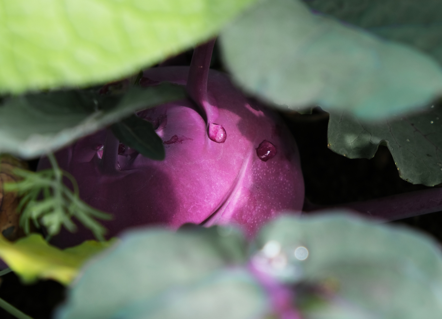 Schüchterne Kohlrabi Portrait