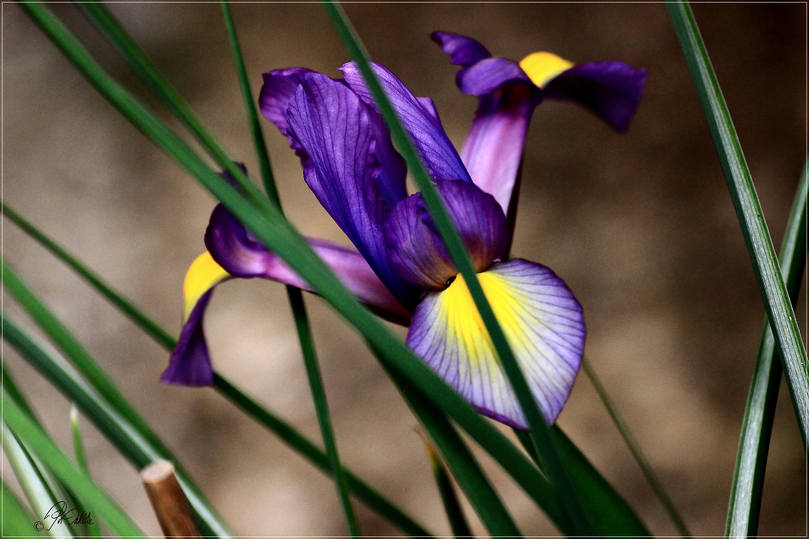 "Schüchterne Schönheit  "      Mittwochsblümchen 06.05.2020     