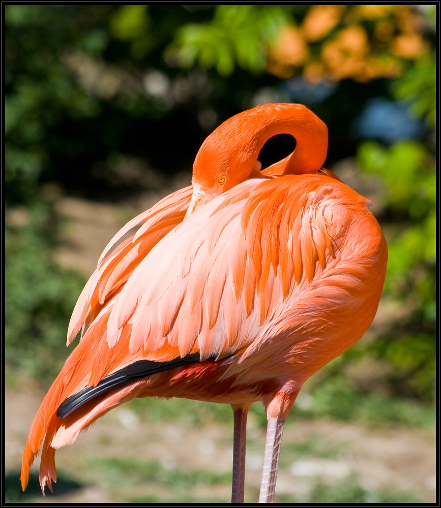 Schüchterner Flamingo im Frankfurter Zoo.