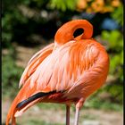 Schüchterner Flamingo im Frankfurter Zoo.