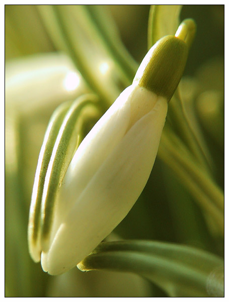 schüchterner Frühjahrsbote