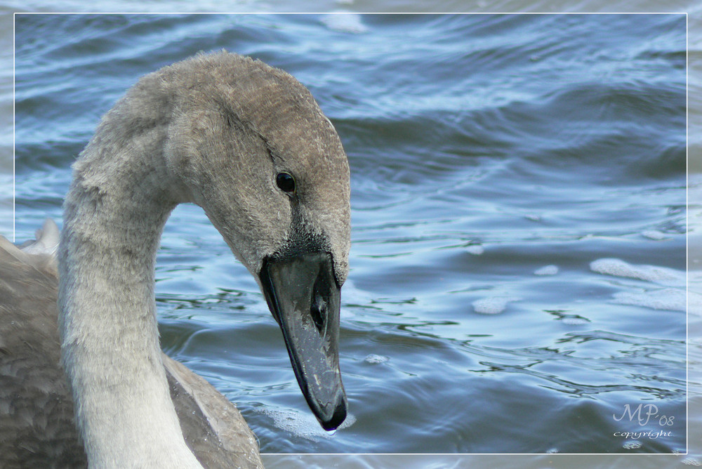 Schüchterner Jungschwan