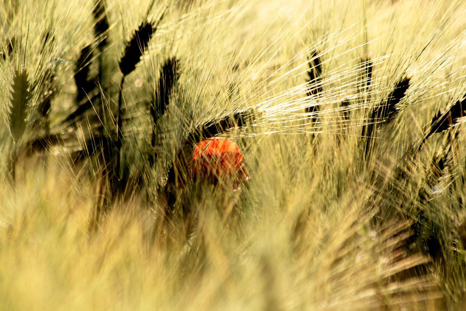 schüchterner Mohn