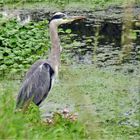 Schüchterner Schreitvogel