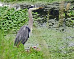 Schüchterner Schreitvogel