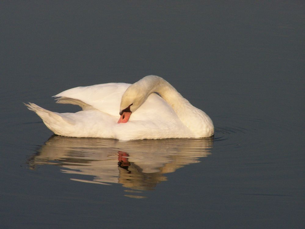 schüchterner Schwan