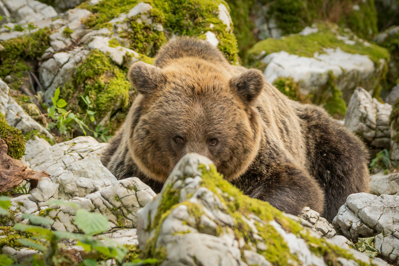 Schüchterner slowenischer Bär