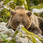 Schüchterner slowenischer Bär