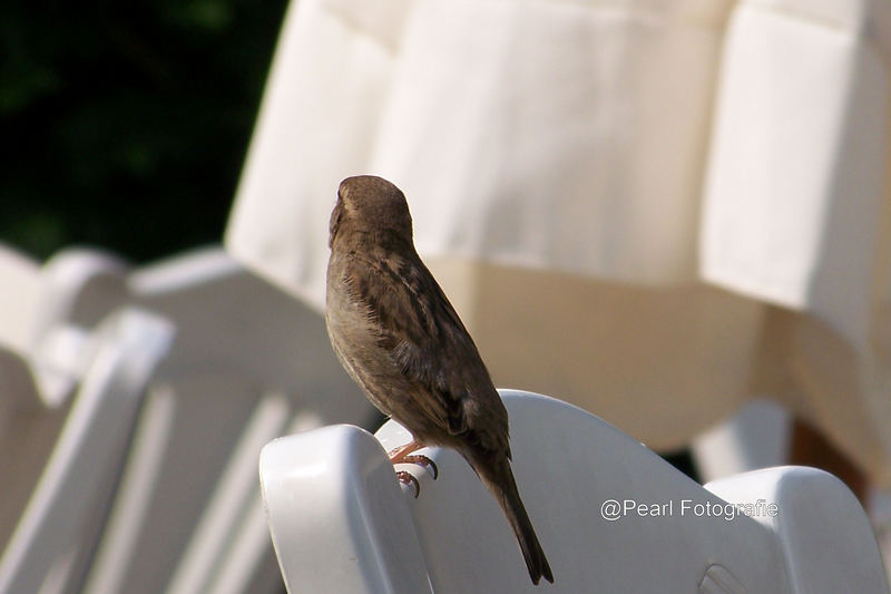 schüchterner Spatz