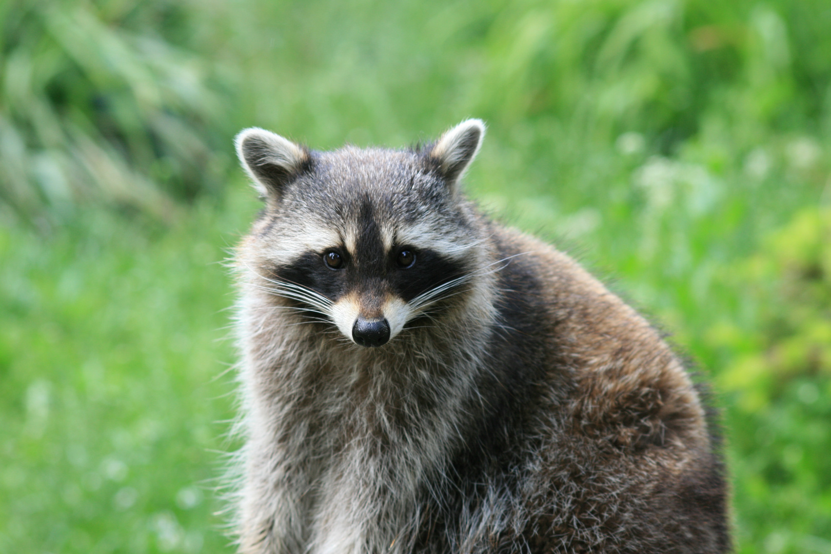 Schüchterner Waschbär