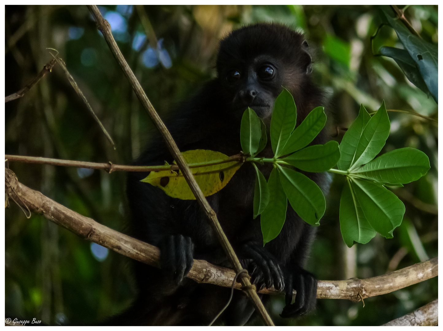 Schüchternes Äffchen in Costa Rica