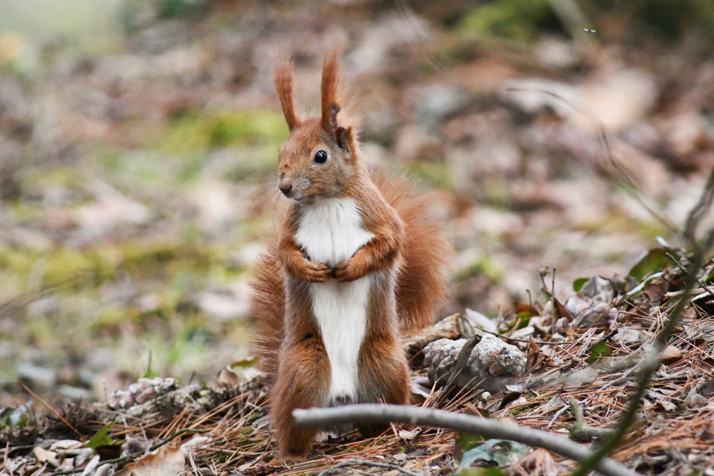 Schüchternes Eichhörnchen