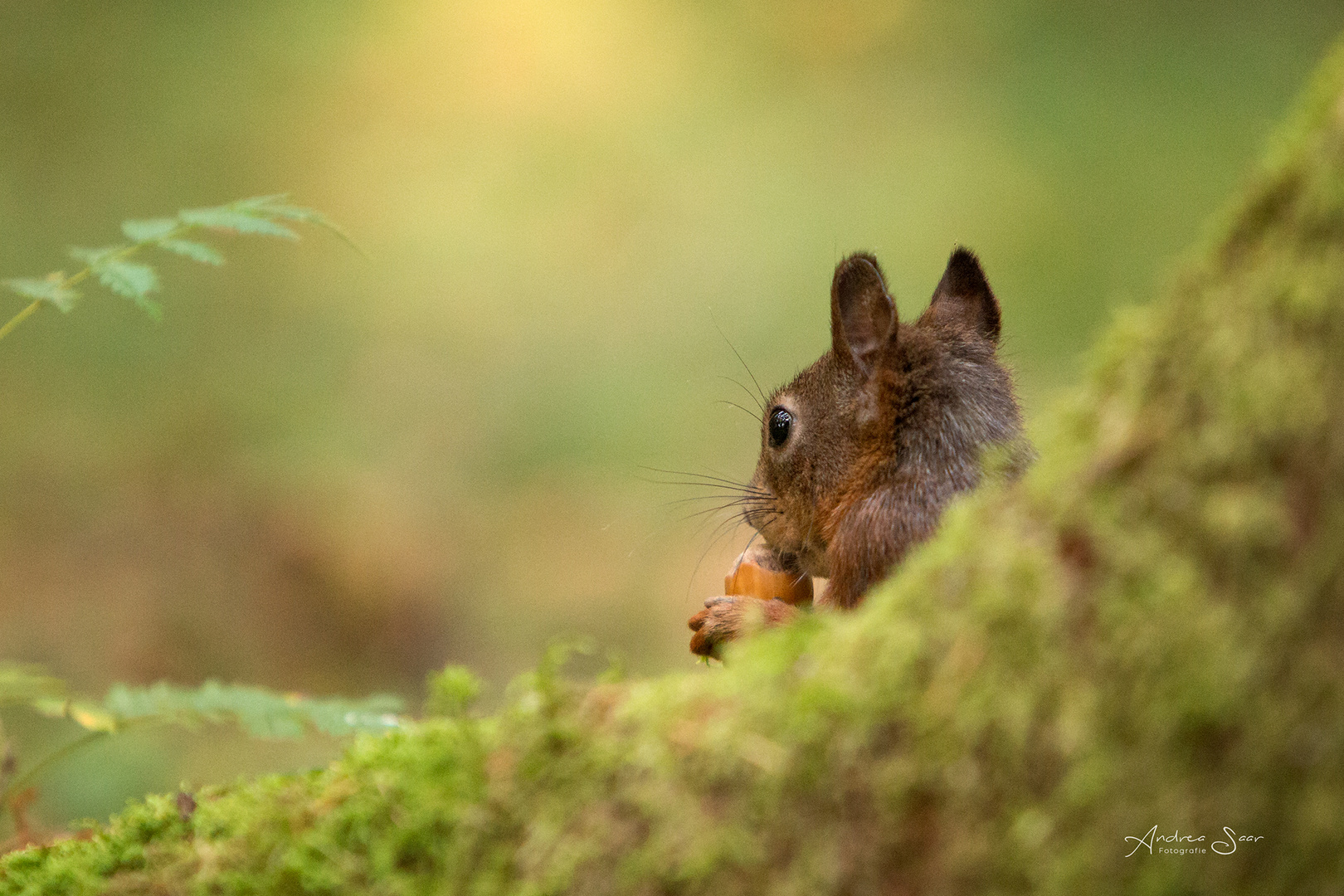 schüchternes Hörnchen