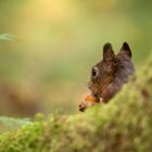 schüchternes Hörnchen