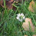 Schüchternes Mittwochsblümchen