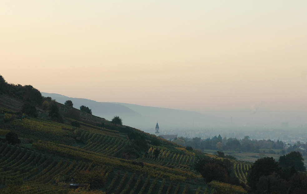 schüchternes morgenrot