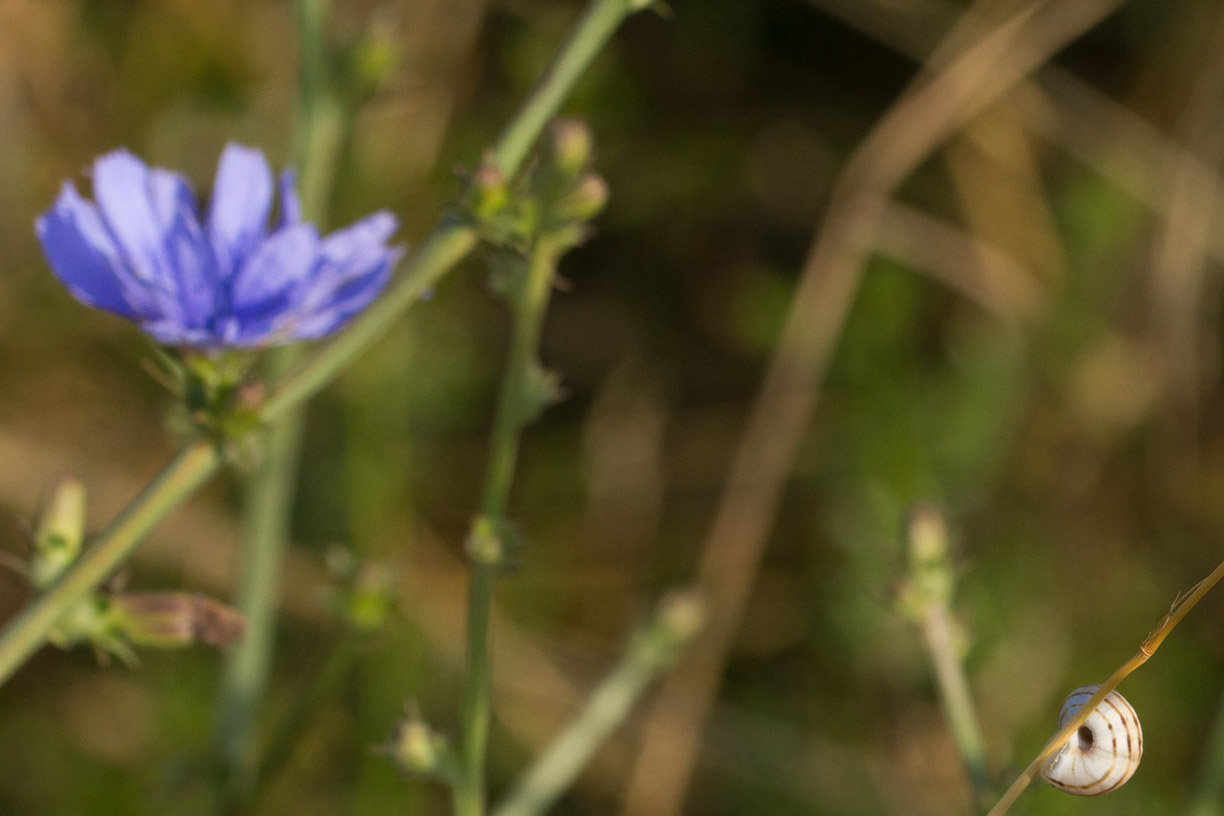 Schüchternes Schneckchen und frechblaue Blüte