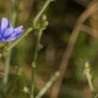 Schüchternes Schneckchen und frechblaue Blüte