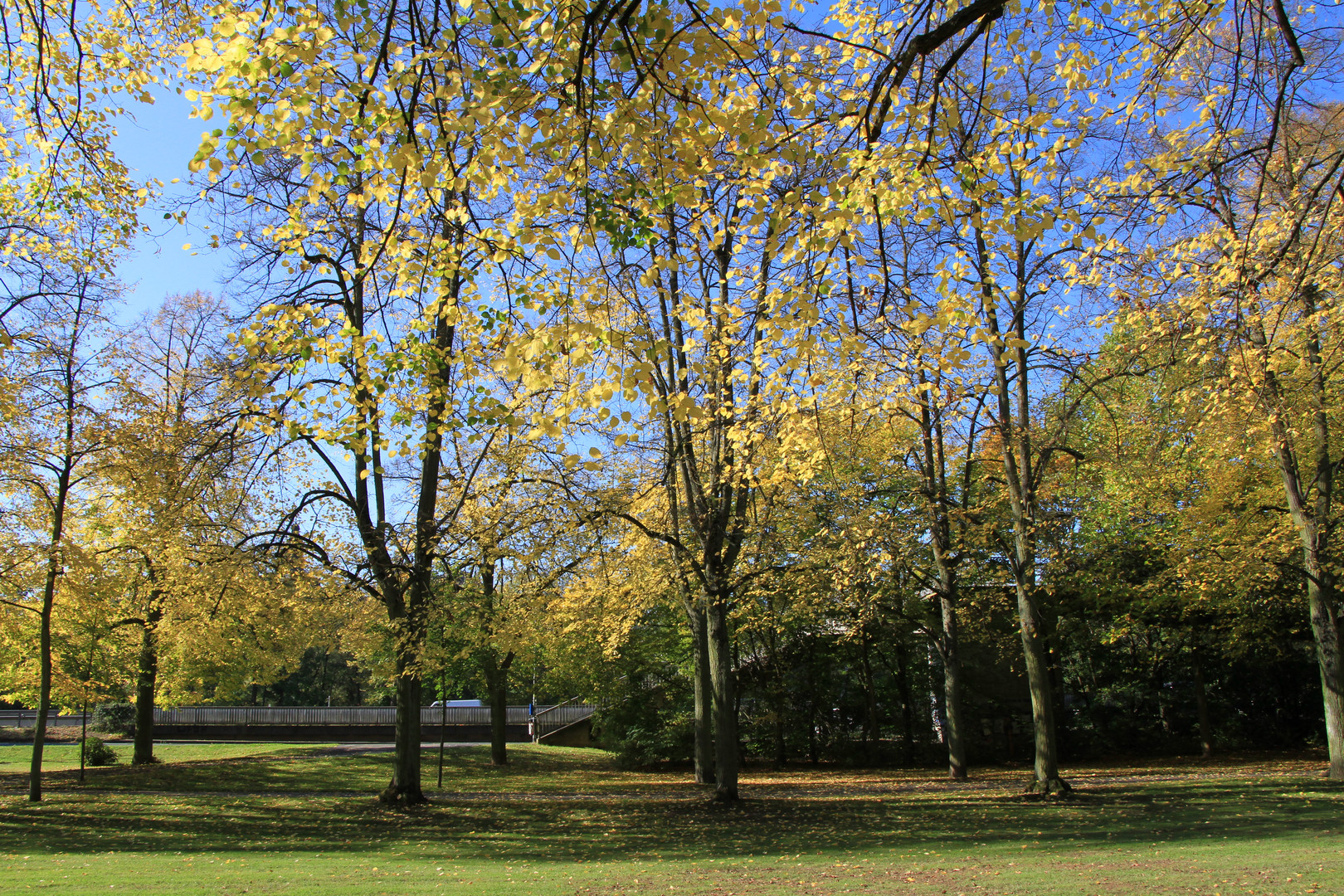 Schülerpark Marburg in der Herbssonne