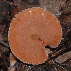 Schüppchen-Trompetenschnitzling (Tubaria furfuracea)