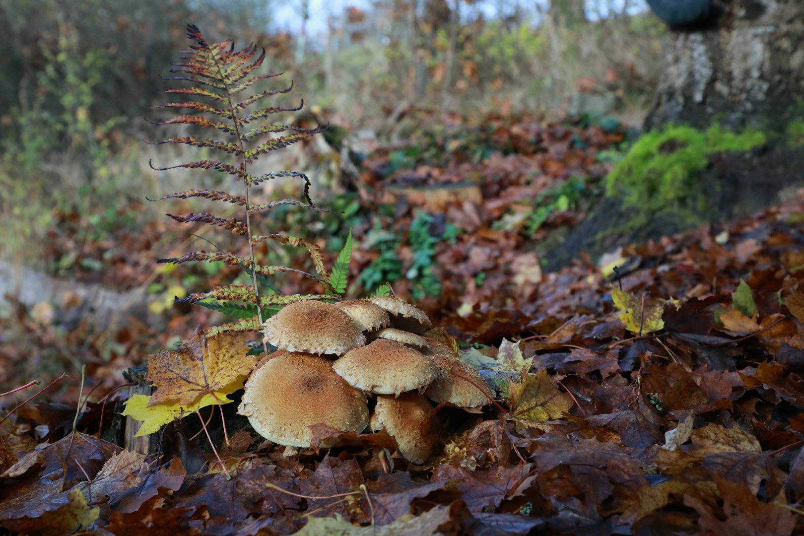 Schüppling im Herbstlaub 