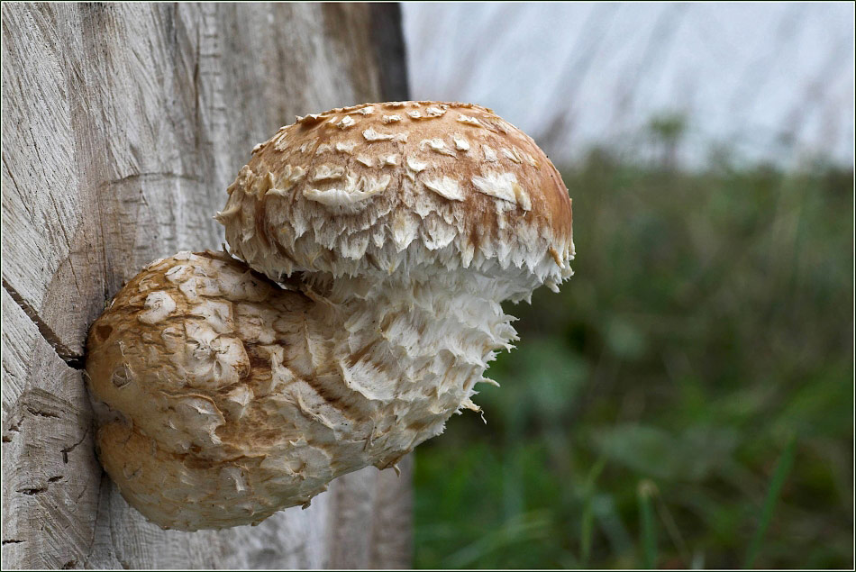 Schüppling mit Wiese...