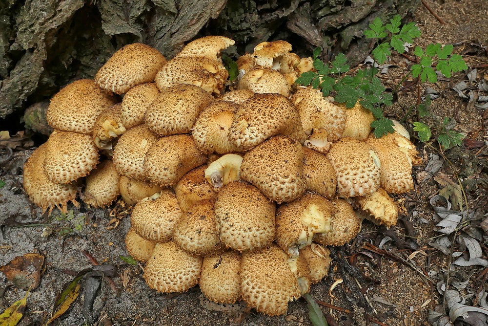 Schüpplinge (?) am Weidenstamm