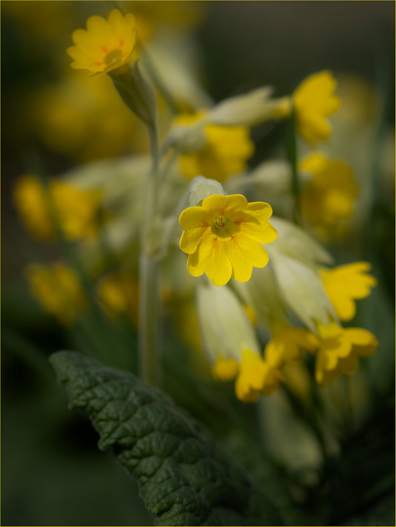 Schüsselblume