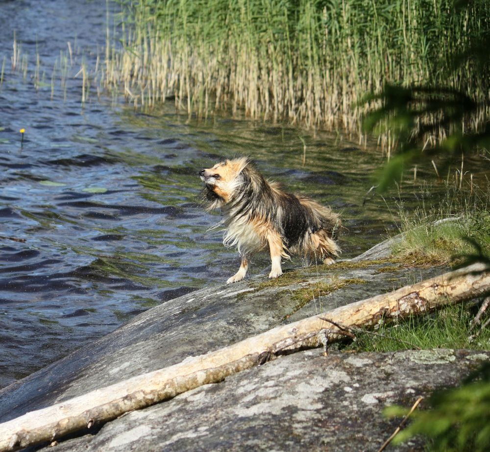 "Schüttel-Bewegung oder wie werde ich aus meinem Fell das viele Wasser los.