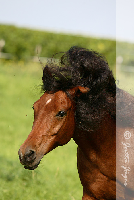 Schüttel Dein Haar für mich