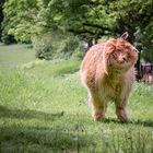 „Schüttel dein Haar für mich!“