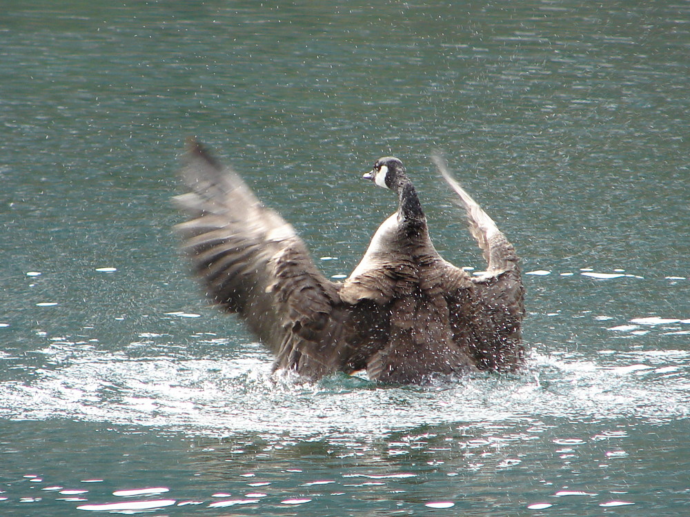 Schüttel deine Federn für mich - am Königssee