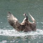 Schüttel deine Federn für mich - am Königssee