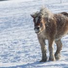 Schüttel den Winter ab!