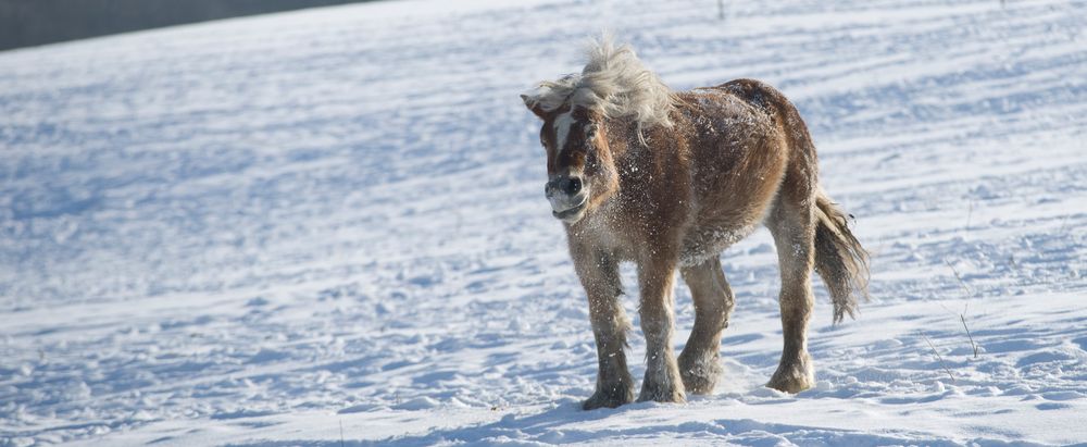 Schüttel den Winter ab!