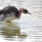 Schüttel Dich, Taucher!