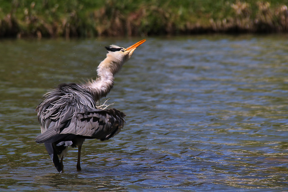 "Schüttel-Reiher"