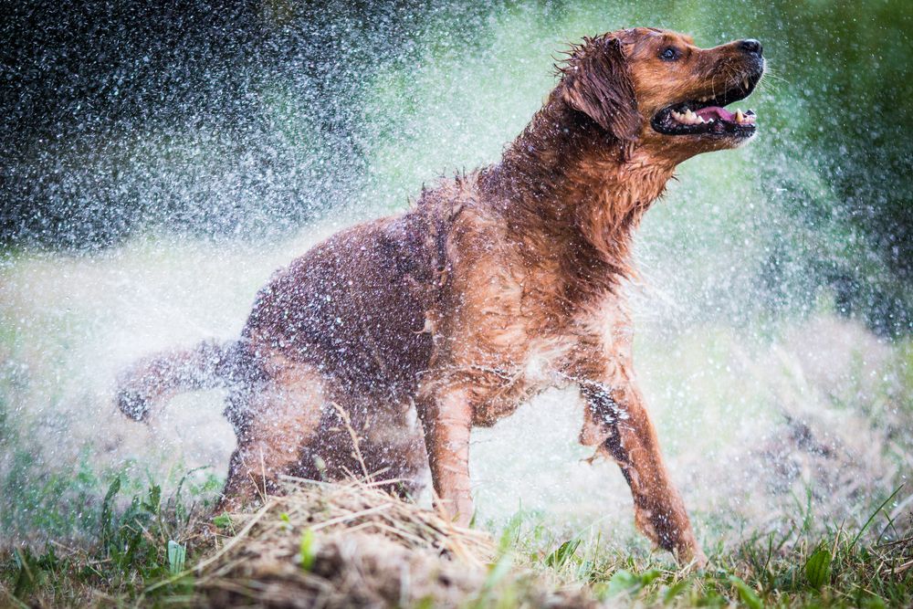 Schüttelhund