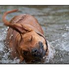 Schütteln im Wasser stehend, kann nicht funktionieren