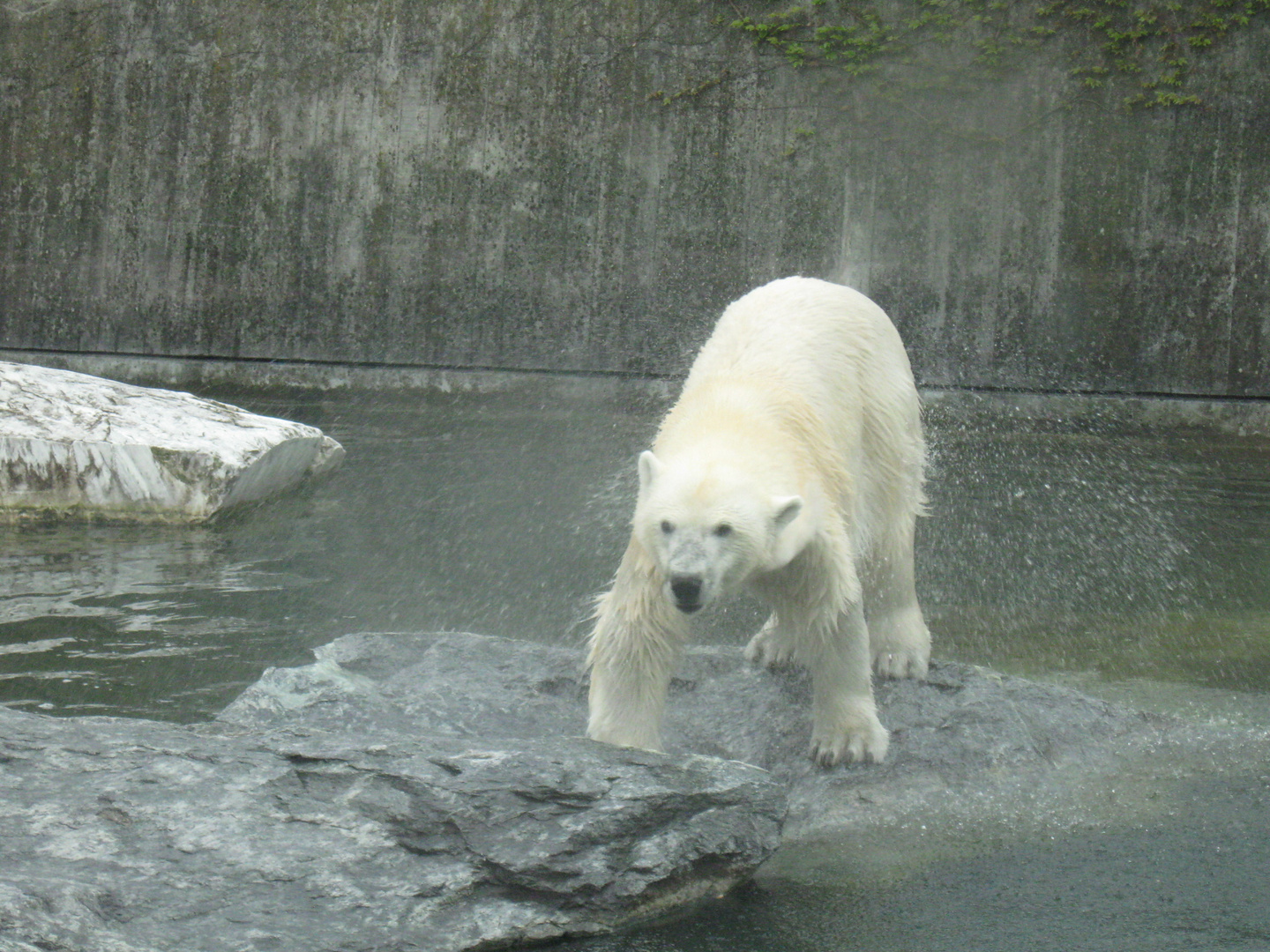 schüttelnder eisbär