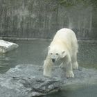 schüttelnder eisbär