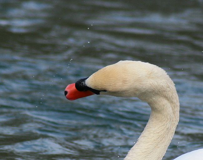 schüttelnder schwan